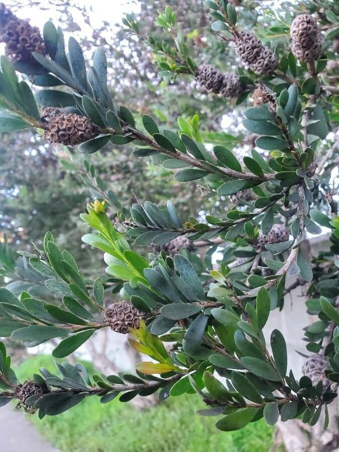 Melaleuca 14