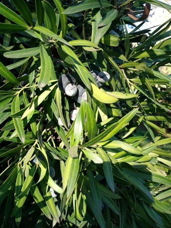 Hohe Podocarpus 3