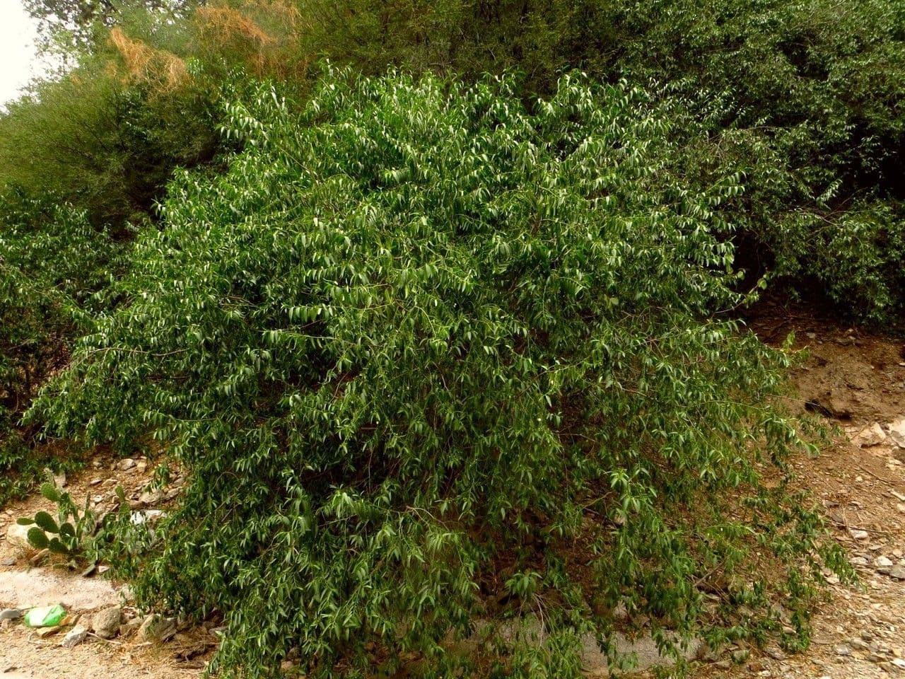 Vallesia 5
