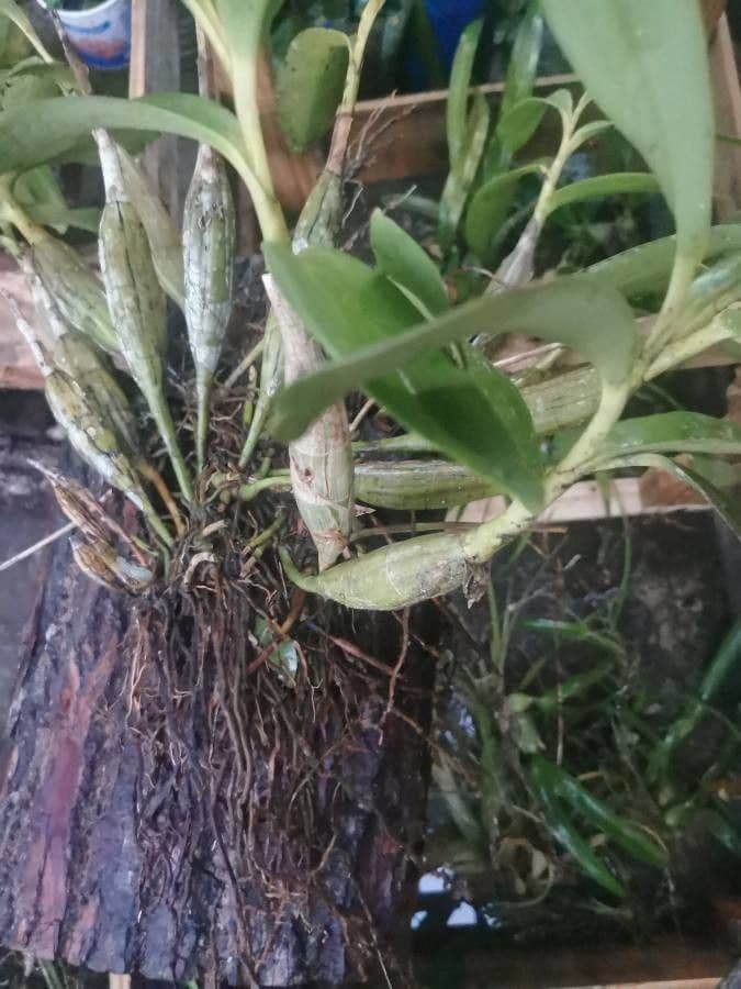 Orchidea colombina 16