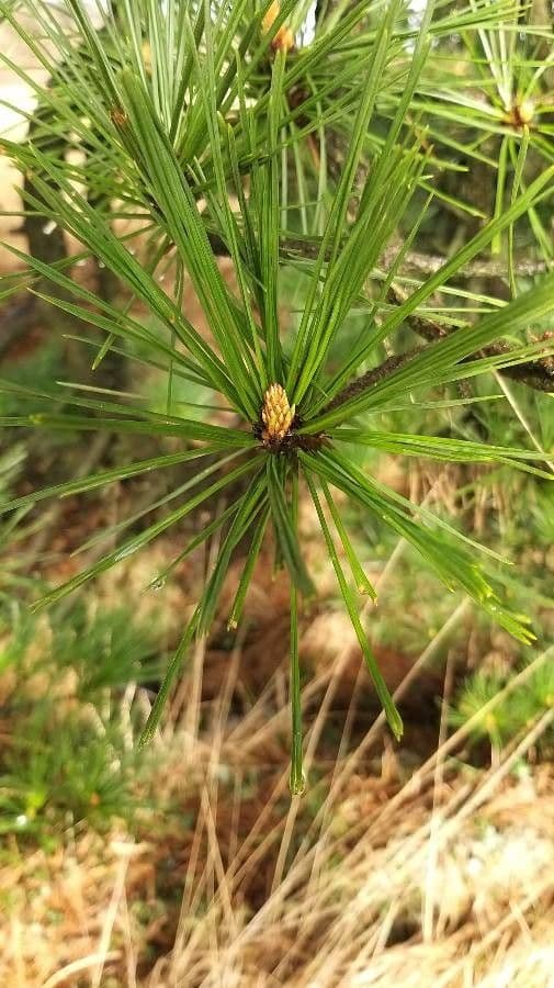 Waldkiefer 6