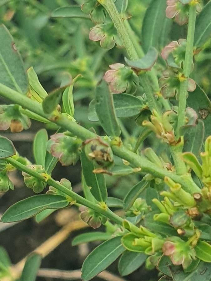 Phyllanthus 11