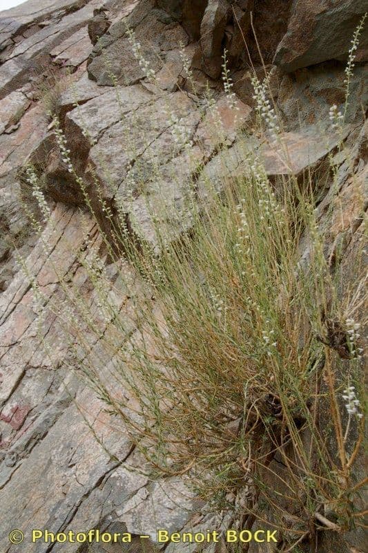 Anarrhinum 3