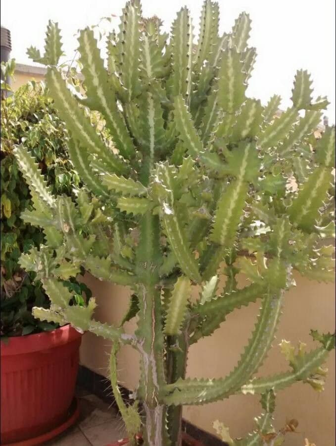 Euphorbe candélabre 23