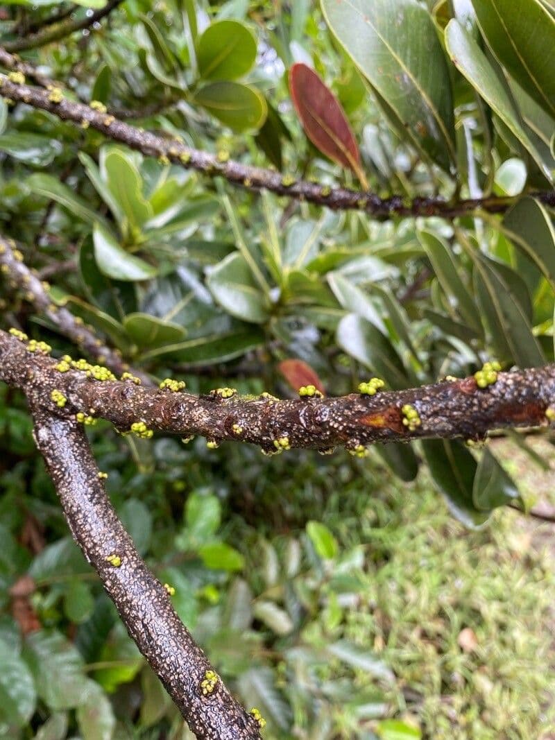 Sideroxylon 6