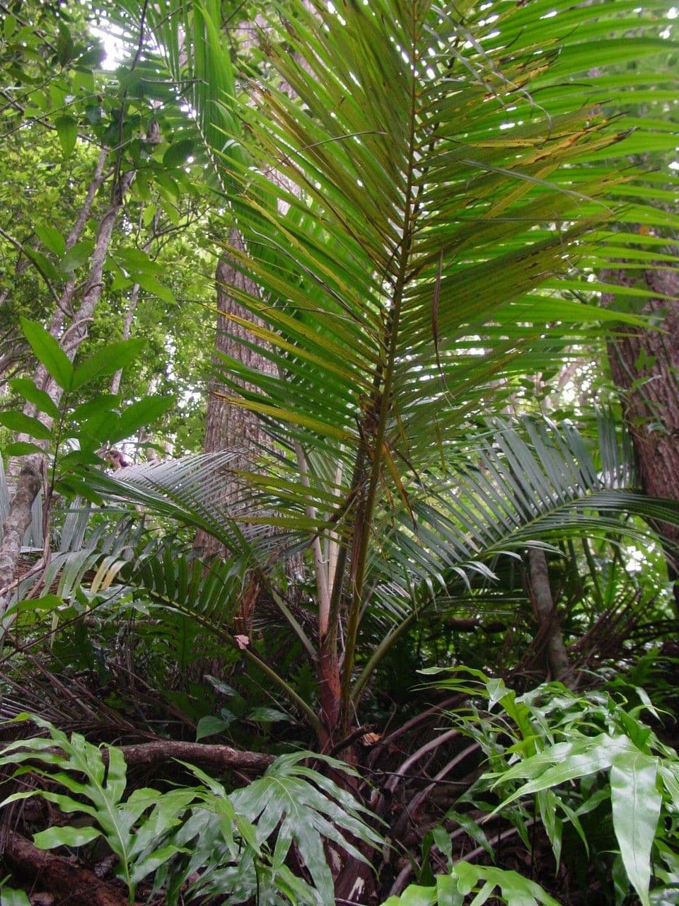 Acanthophoenix 6