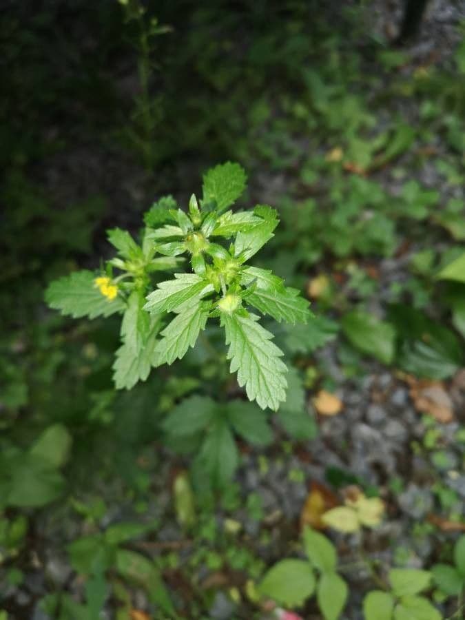Potentilla simplex 5