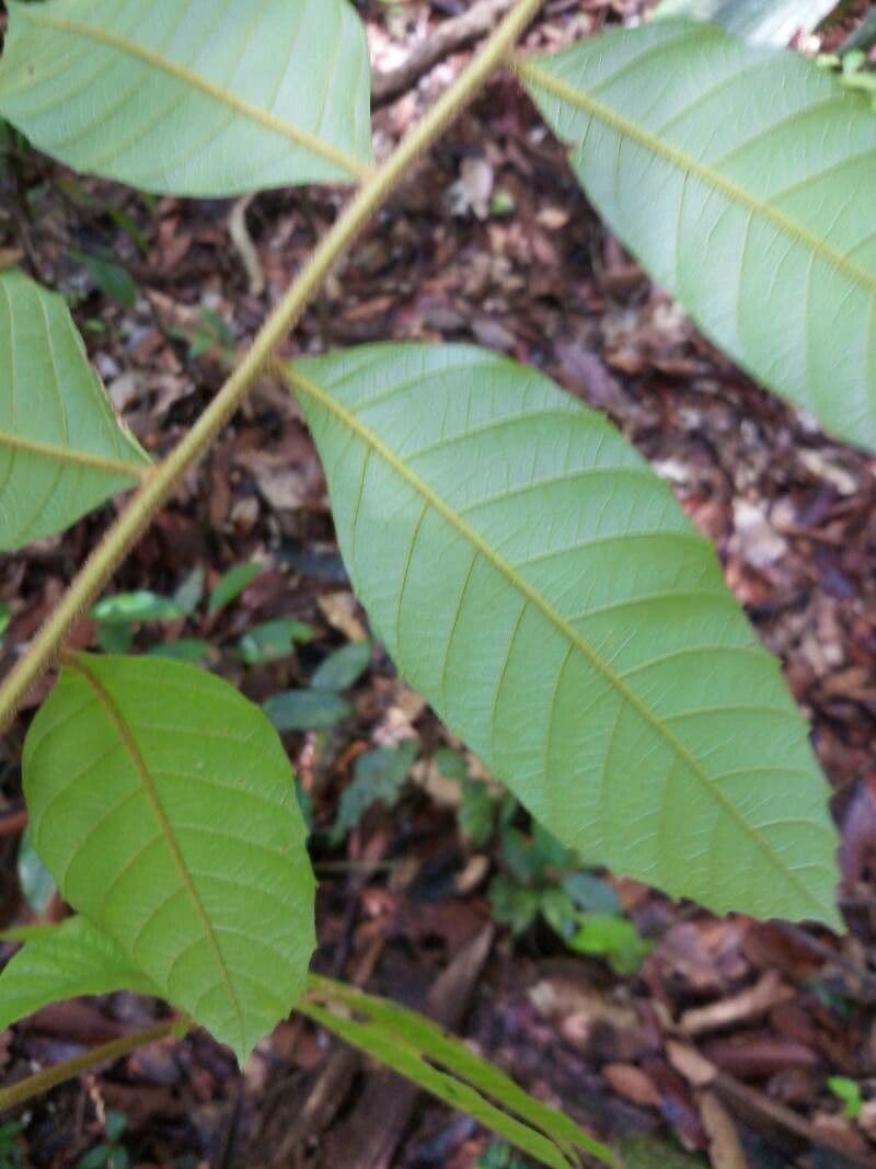 Cupania 3