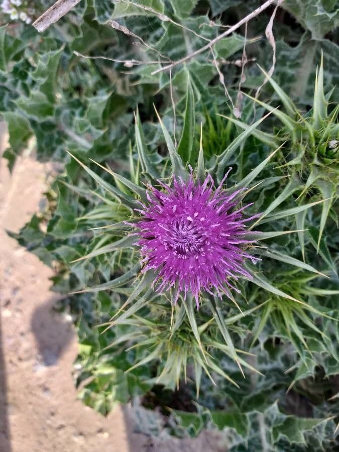Mariendistel 9