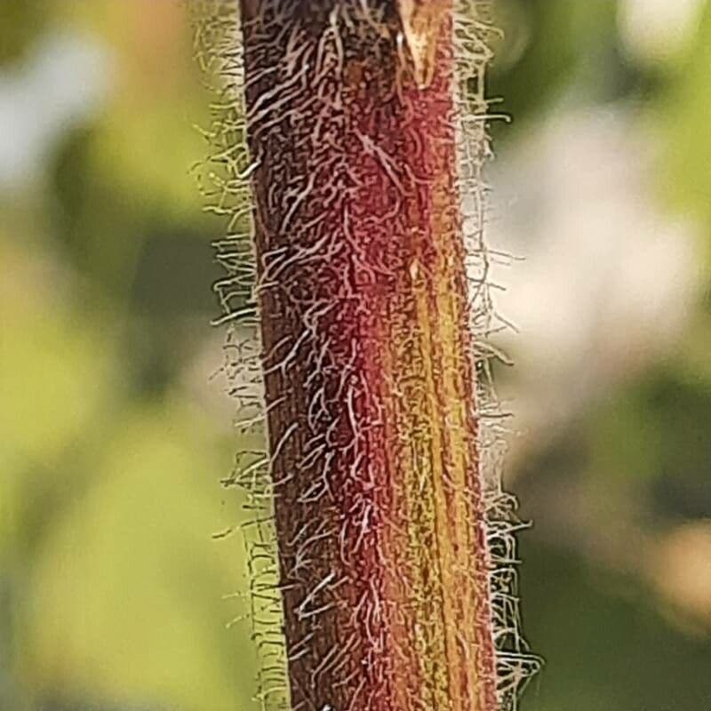 Hyptis 22