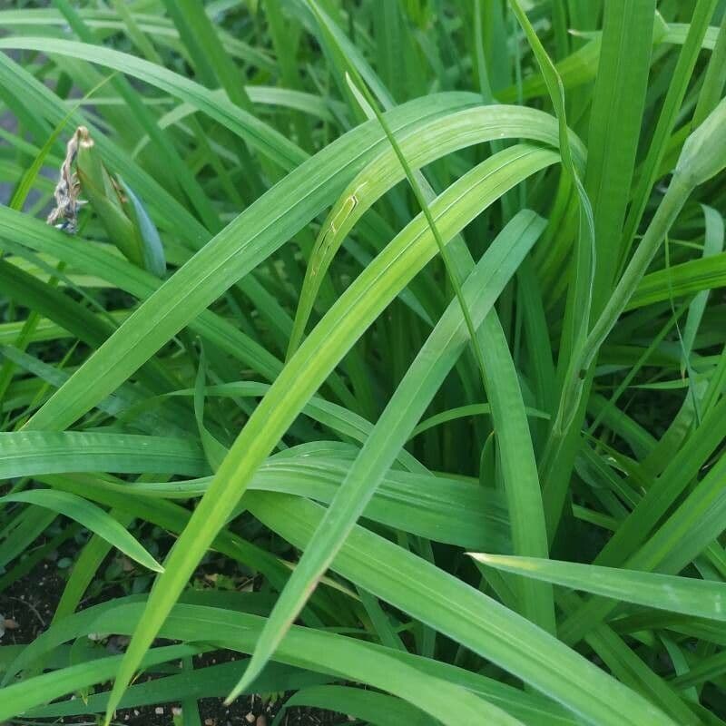 Schwert-Iris 12