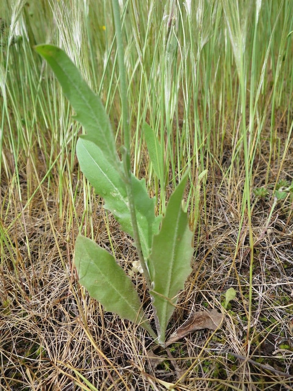 Tolpis barbata 12
