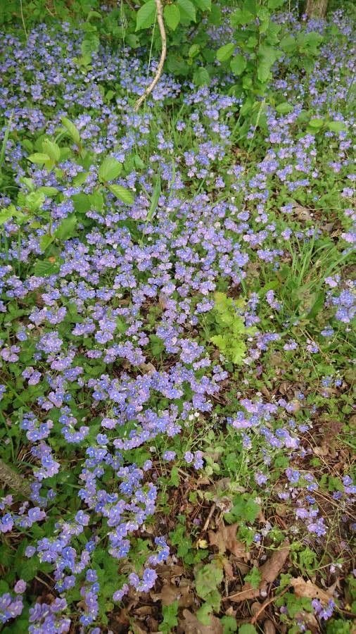 Veronica prostrata 5