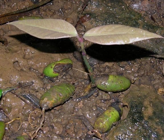 Garcinia 4