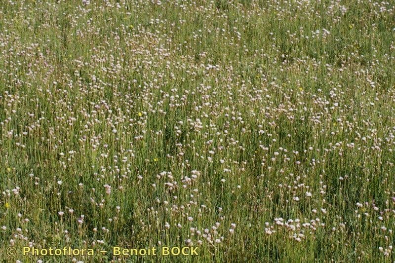 Armeria 4