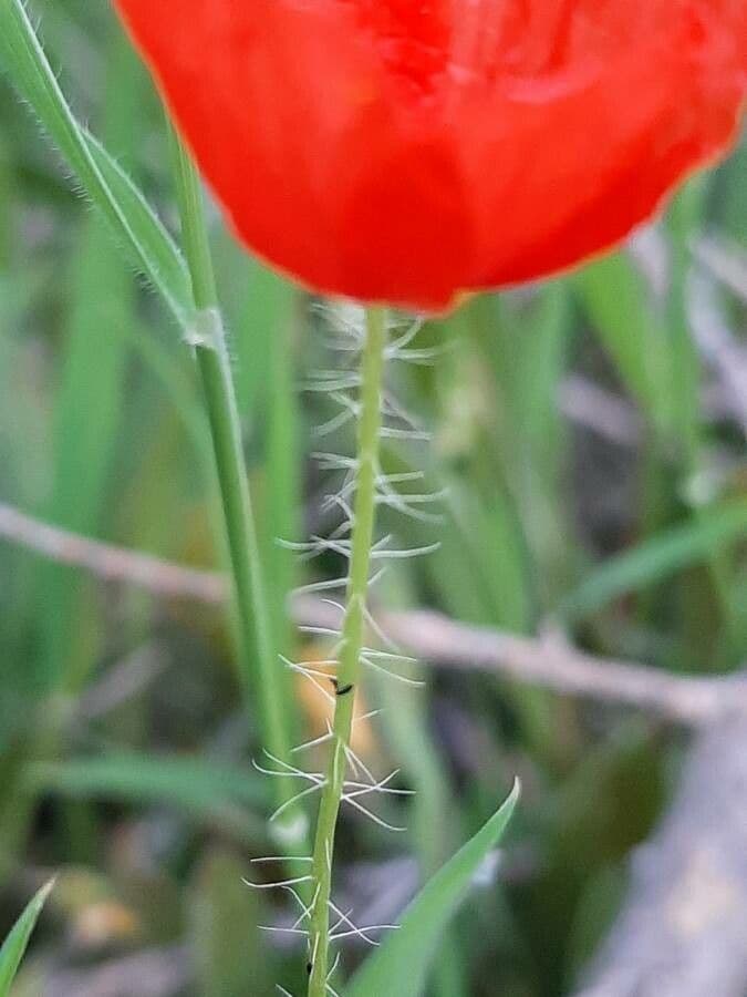 Saat-Mohn 25