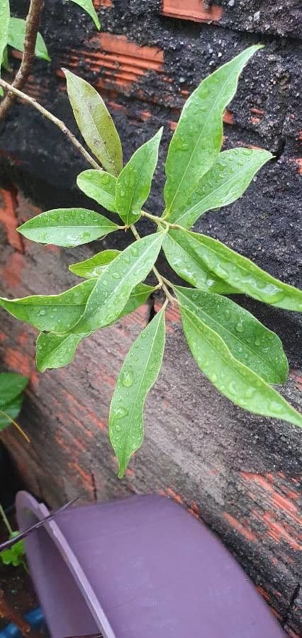 Ocotea porosa