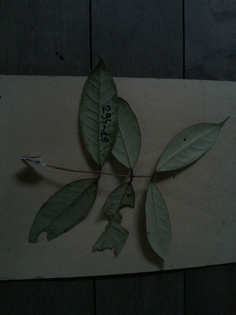 Eugenia 6