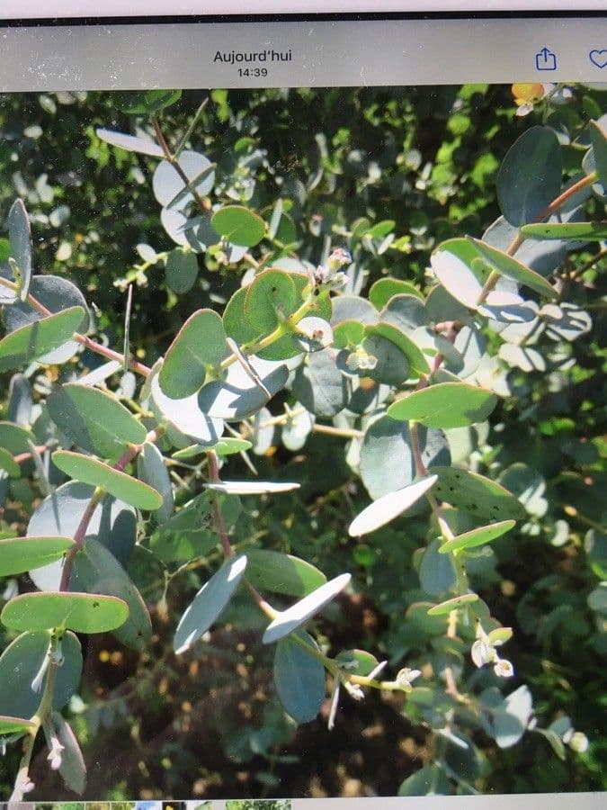 Vielblütiger Eukalyptus 7