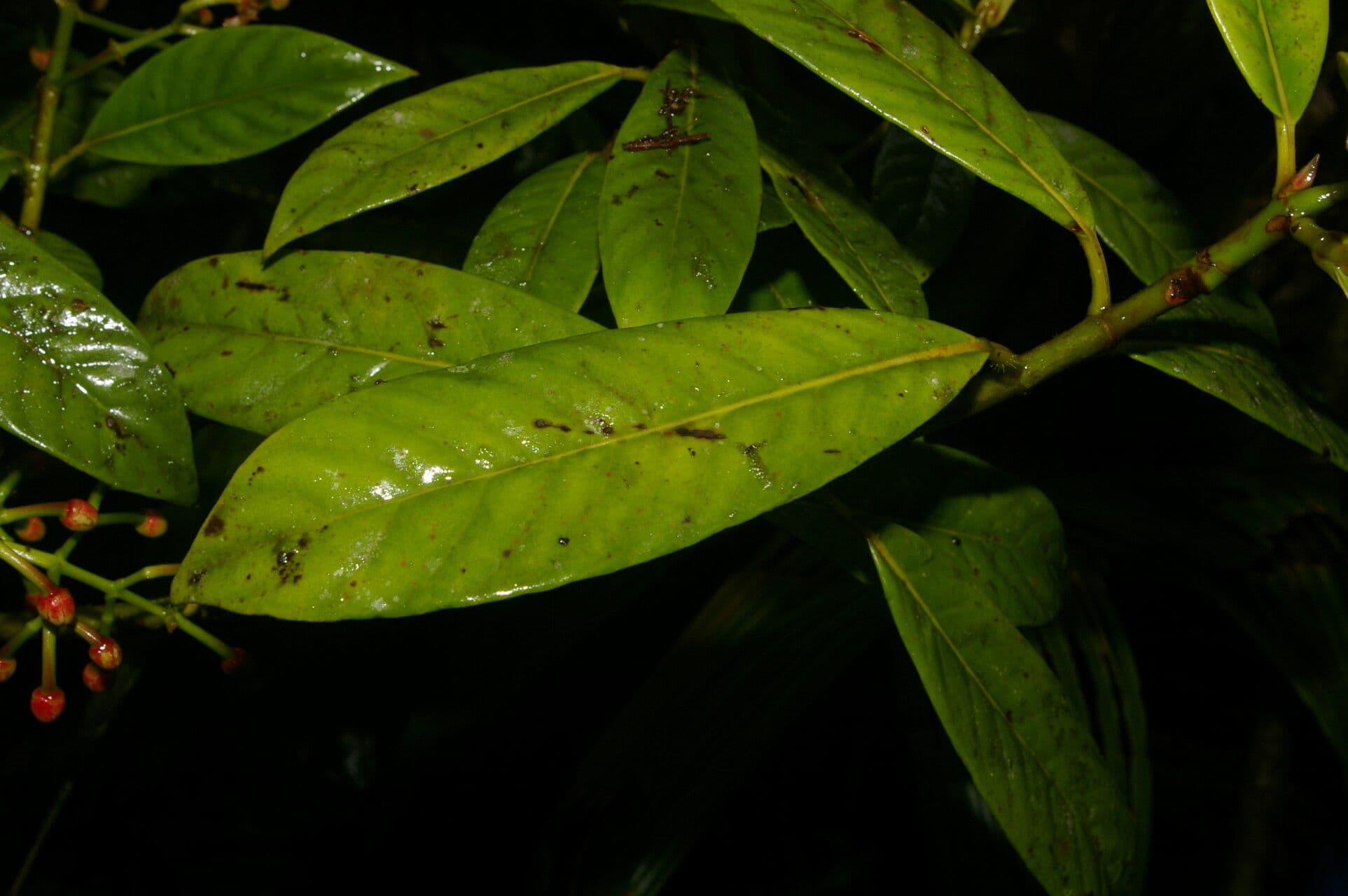 Chrysochlamys 10