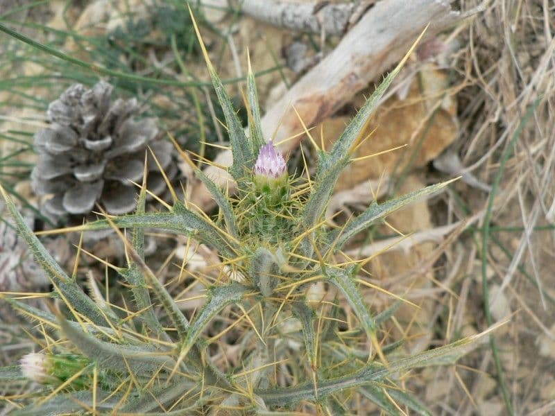 Picnomon acarna 7
