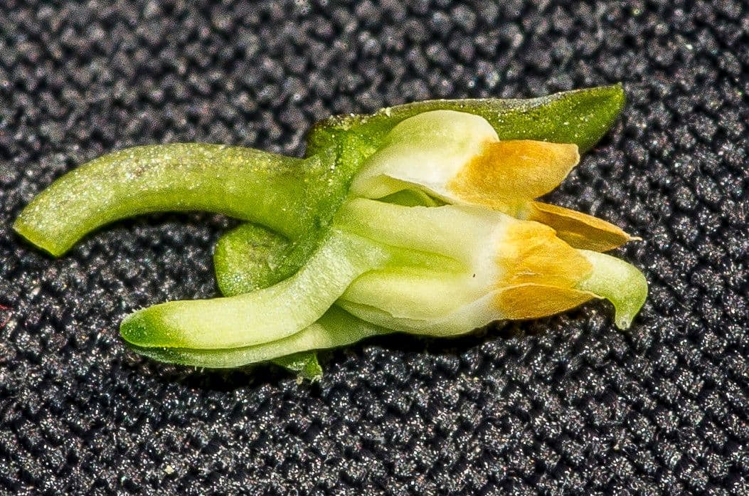 Viola pelosa 2