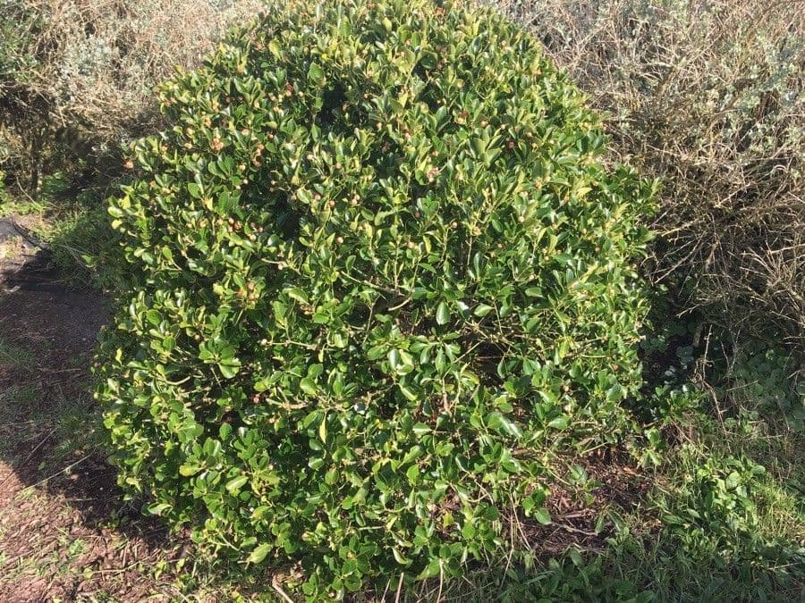 Elaeagnus 12