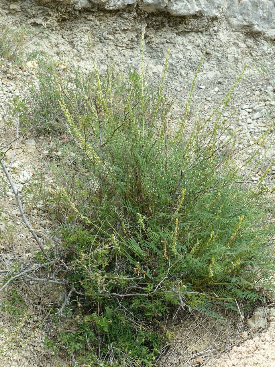 Serradella 12