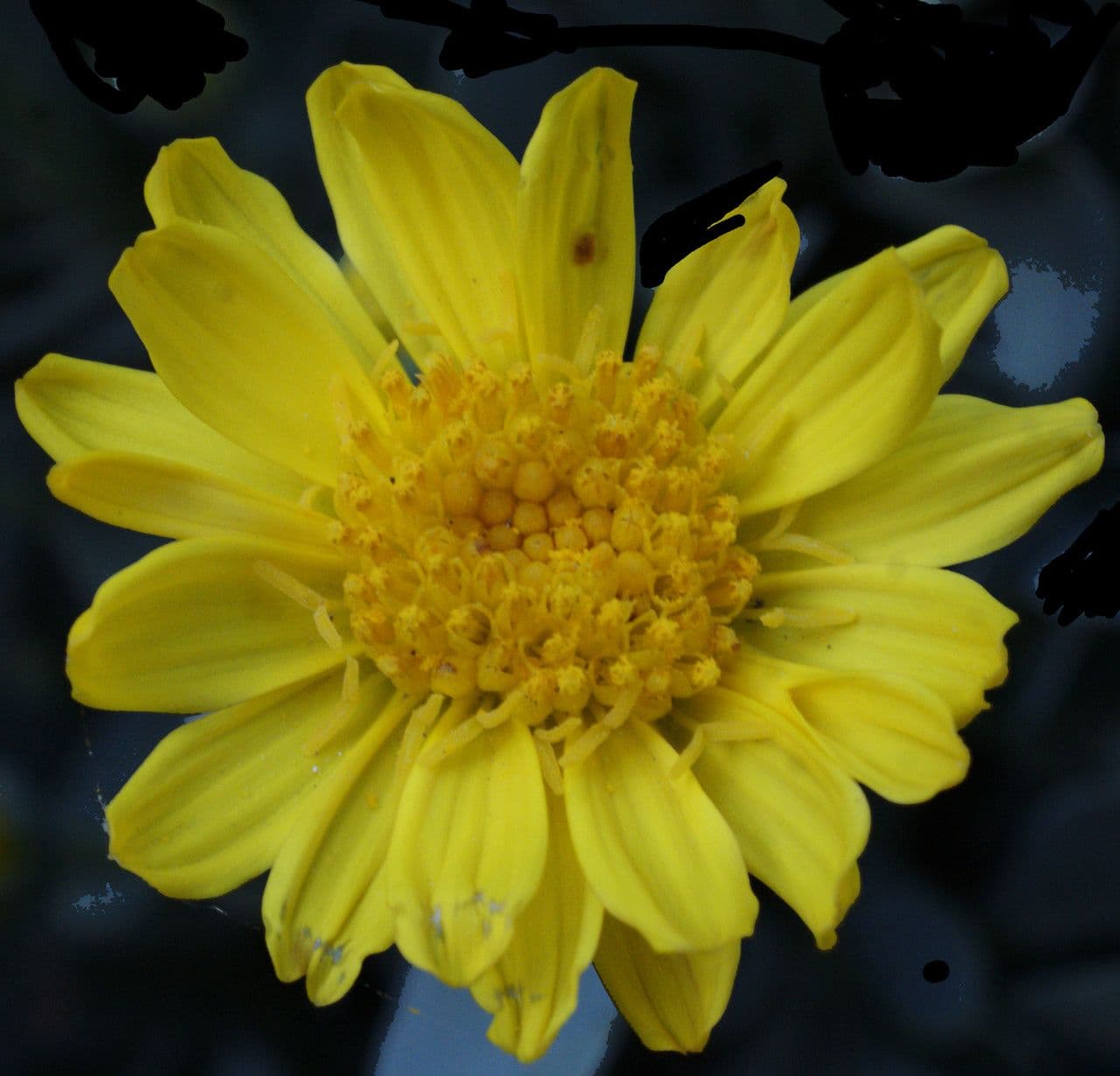 Hertia 6