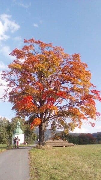 Quercia comune 19
