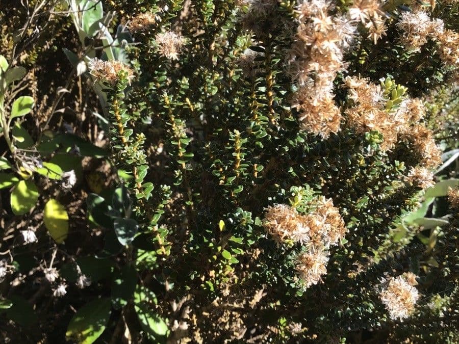 Ozothamnus 4
