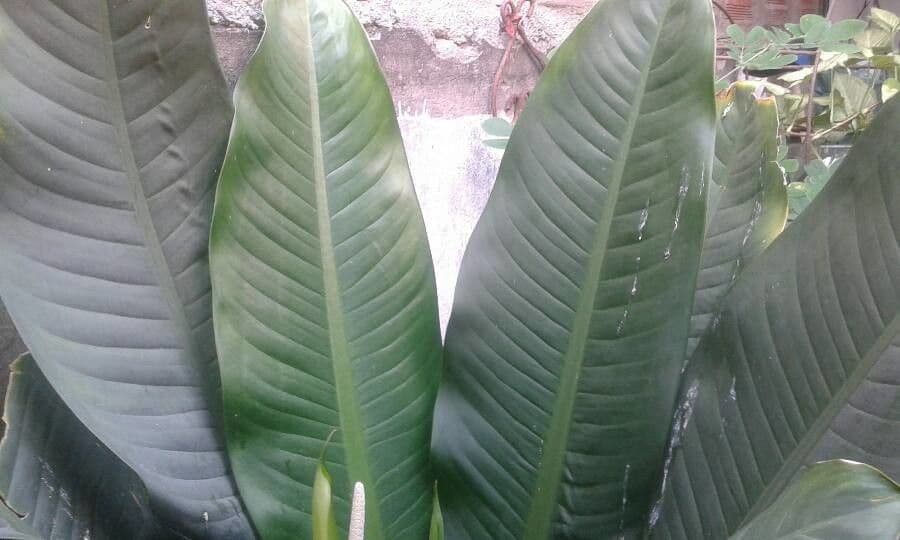 Dieffenbachia 18