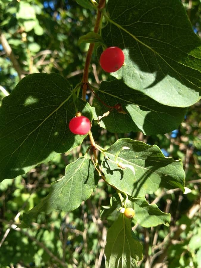 Caprifoglio tatarico 5