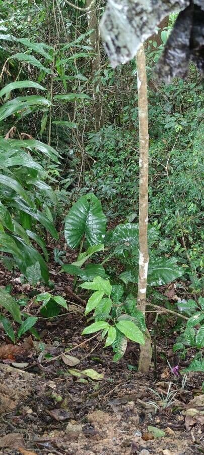 Alocasia inornata