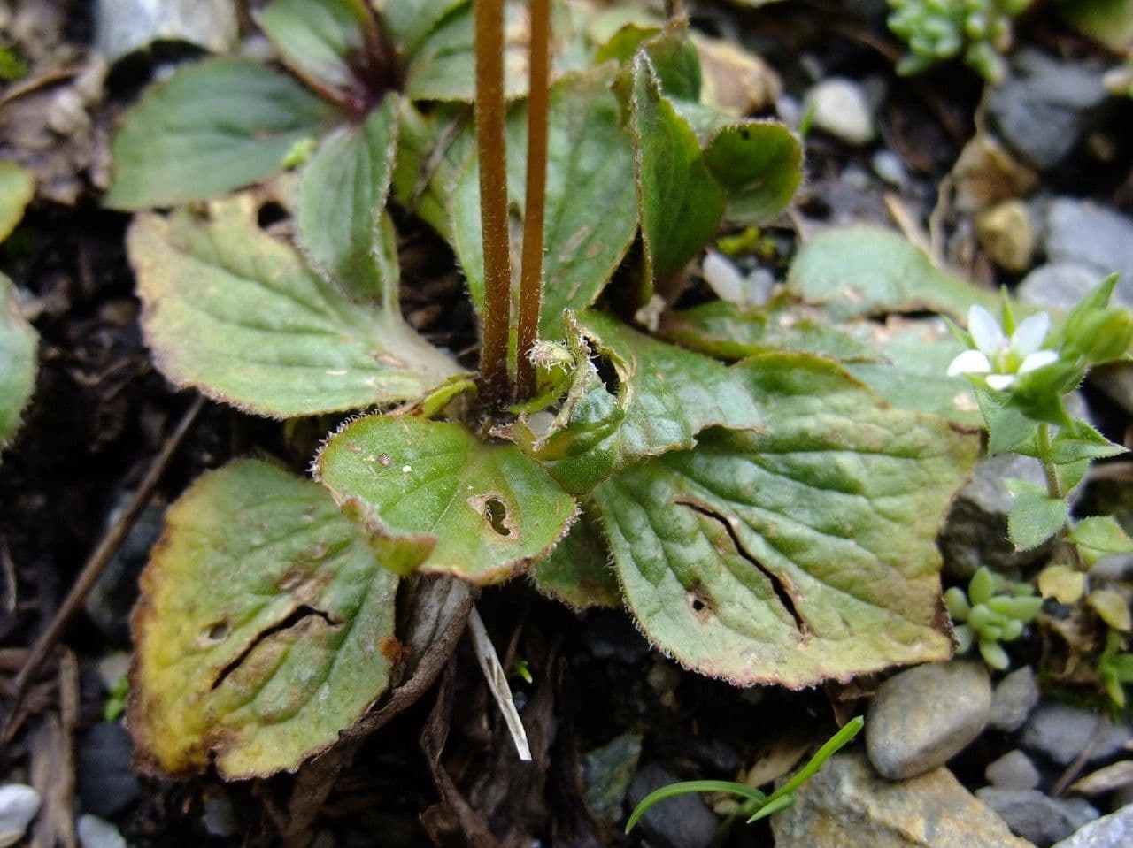 Scarpetta biflora 7