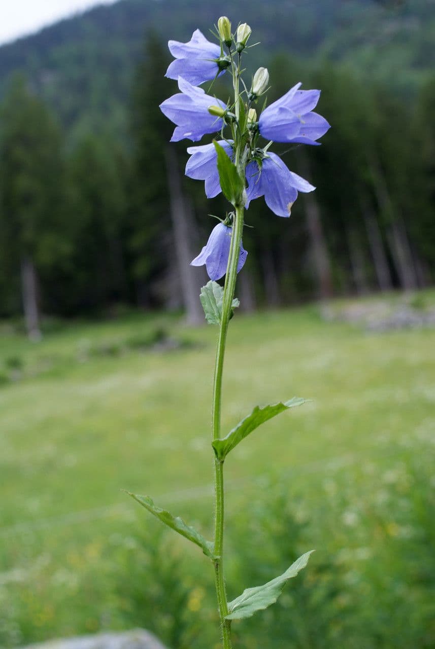 Campanula romboidale 25