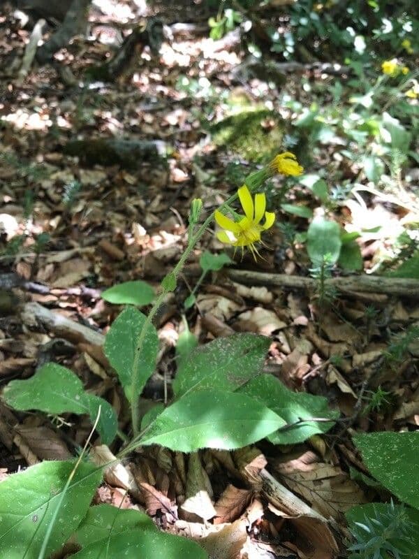 Racemose hawkweed 3