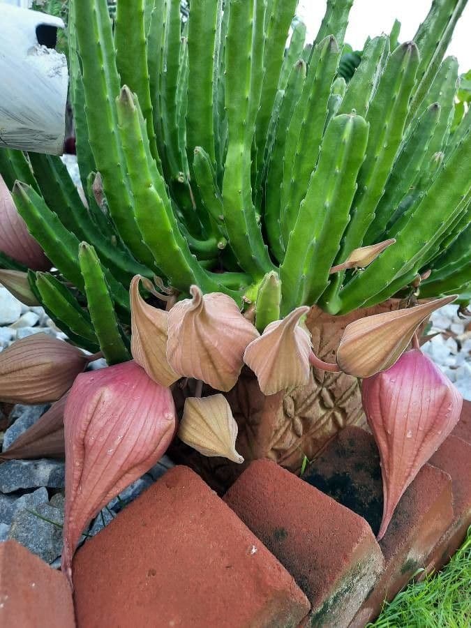 Stapelia gigantea 9