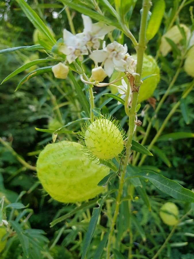 Gomphocarpus physocarpus 12