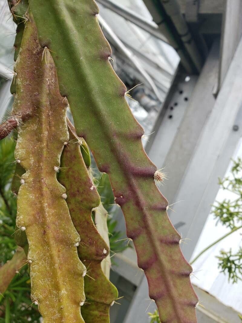 Disocactus 18