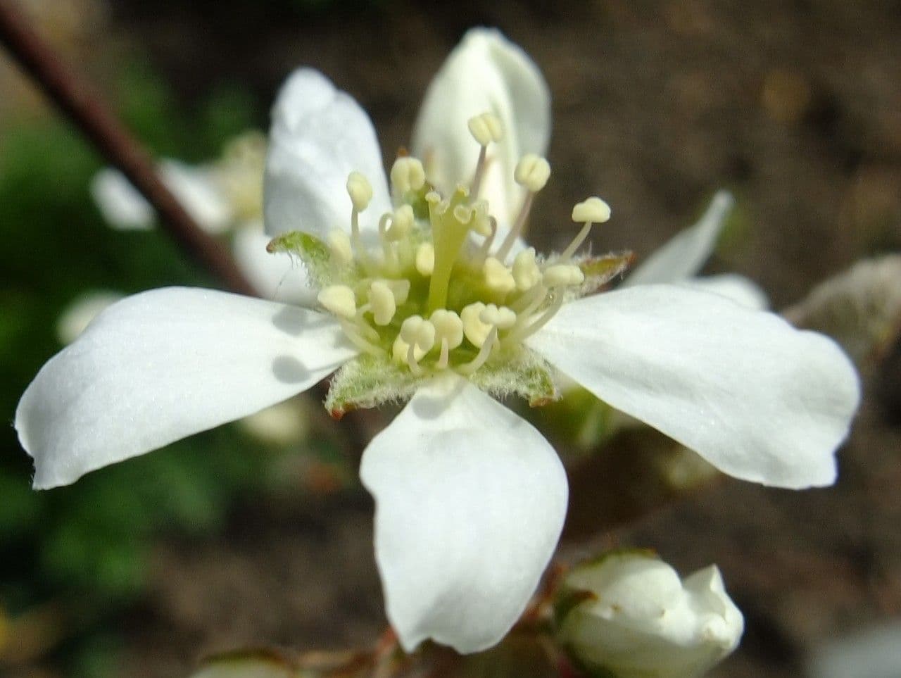 Fioritura 4