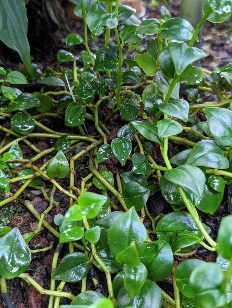 Peperomia blanda 4