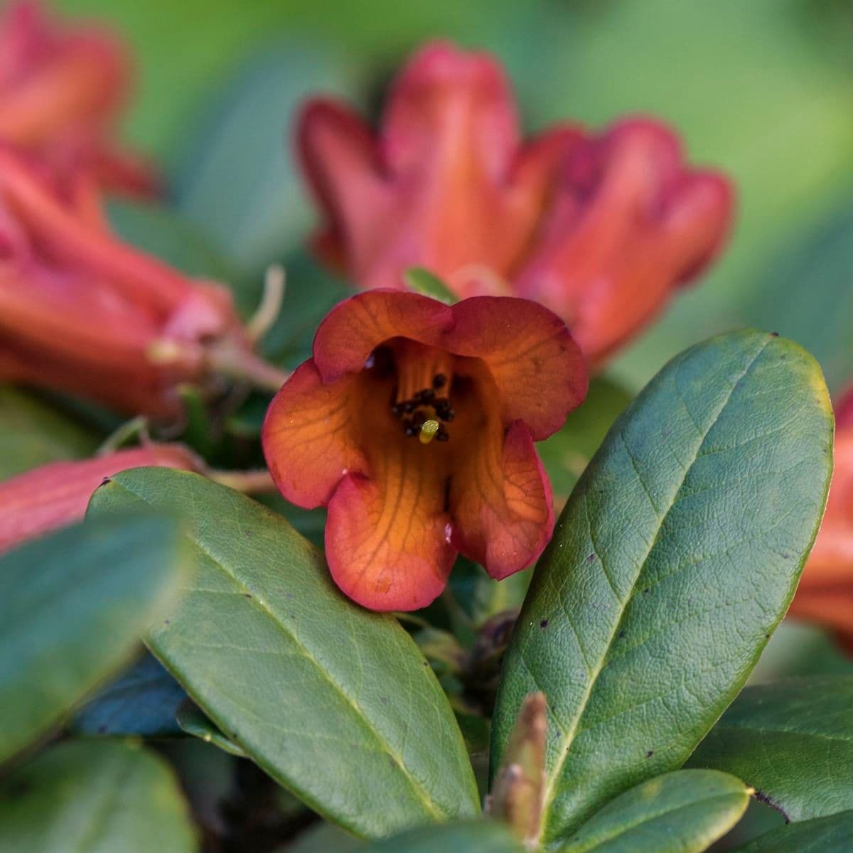 Rododendro 5