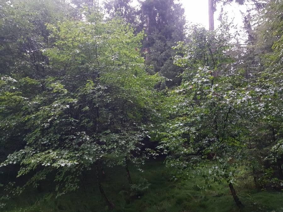 Jarabina brekyňová 11