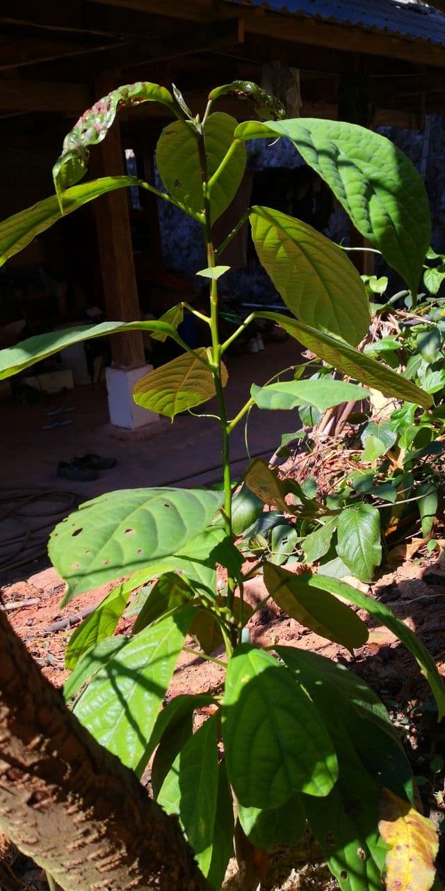 Baccaurea 9