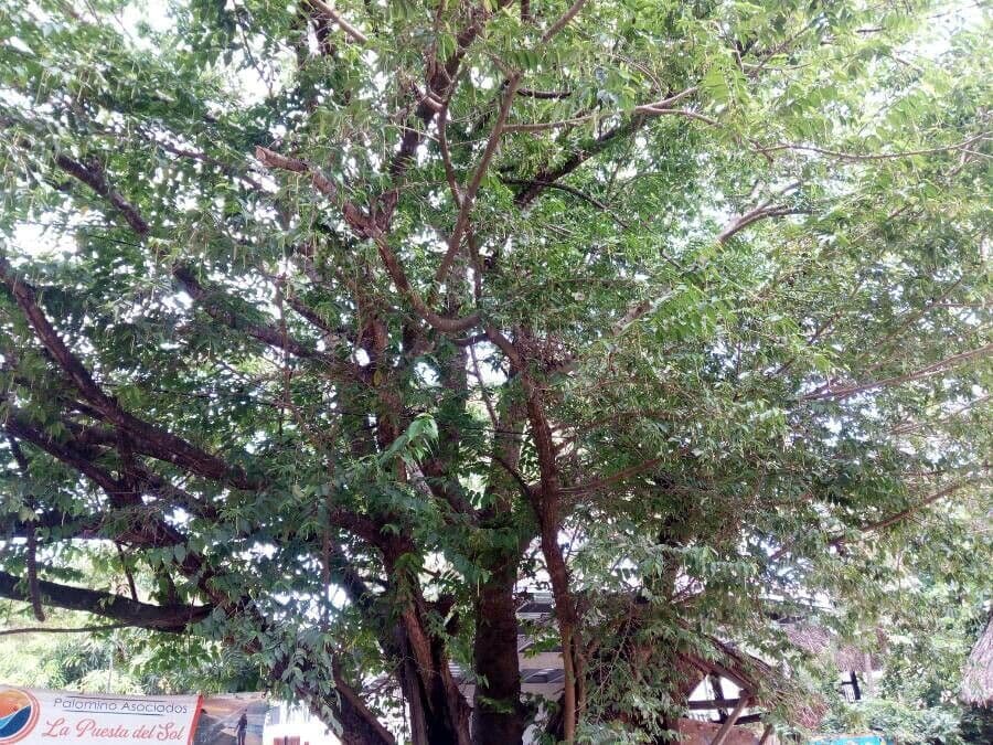 Färbermaulbeerbaum 5