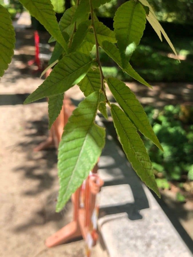 Zelkova 6