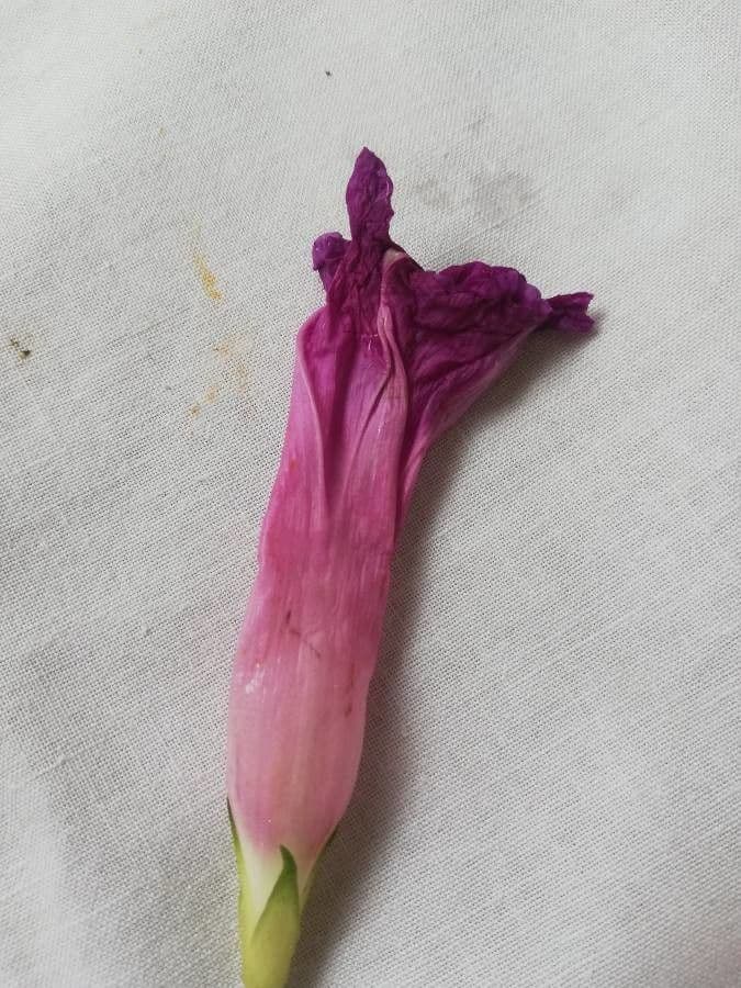 Ipomea 19