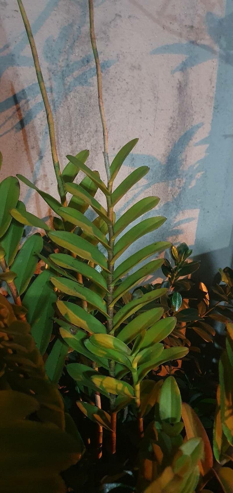 Epidendrum 7