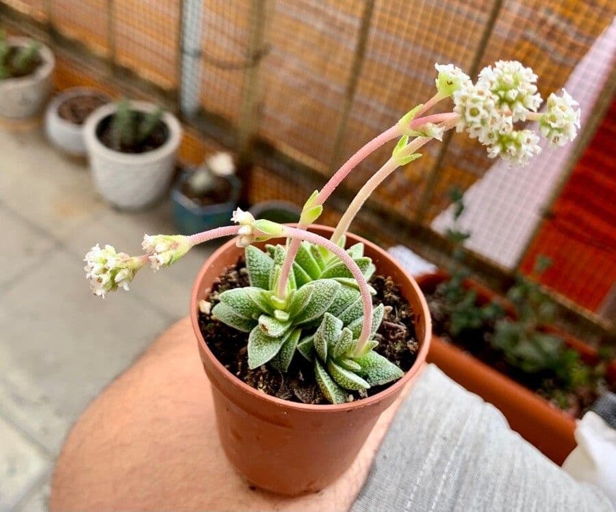 Crassula del tetto